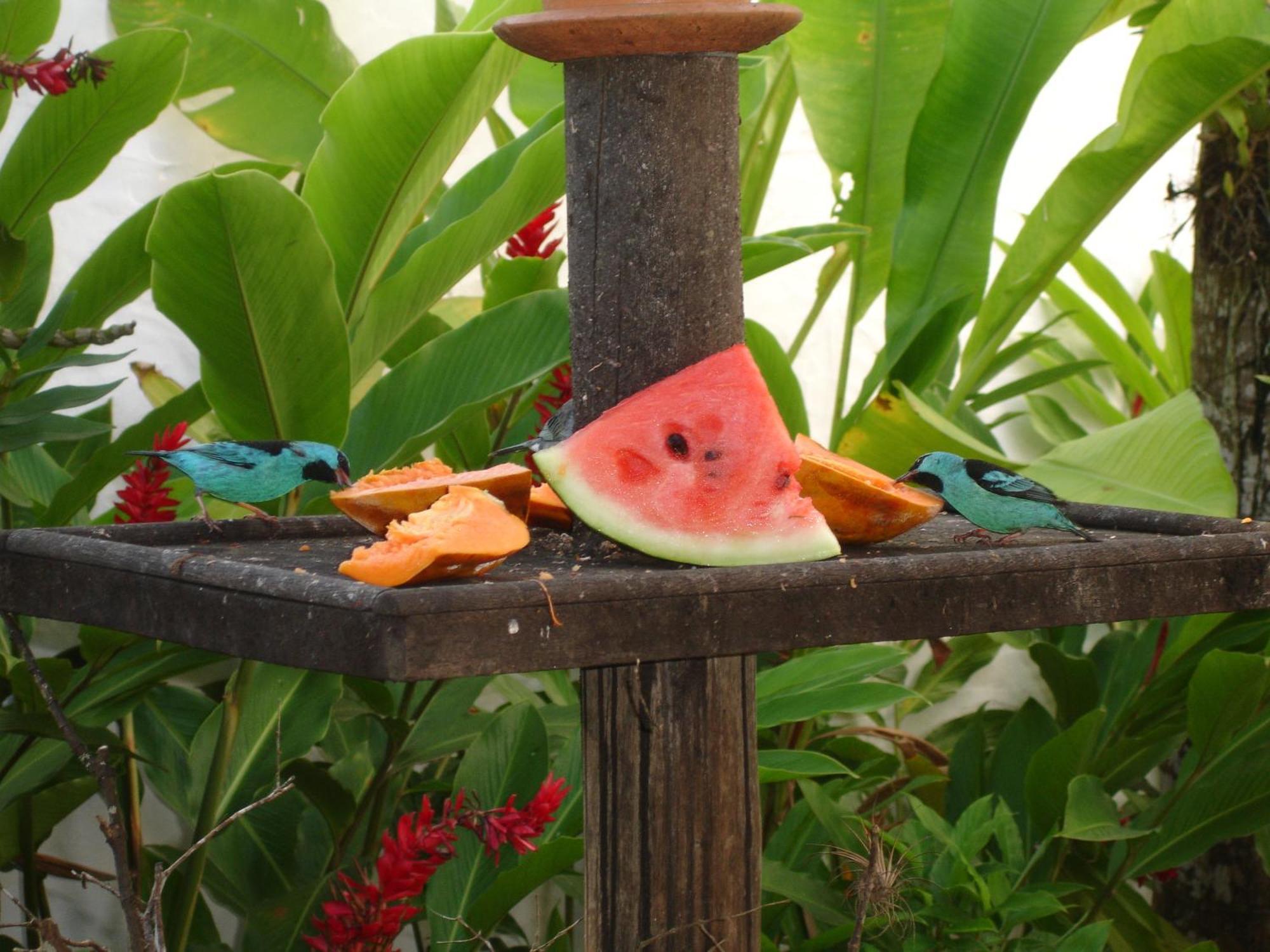 Pousada Torre Del Mar Hotel Ubatuba Luaran gambar